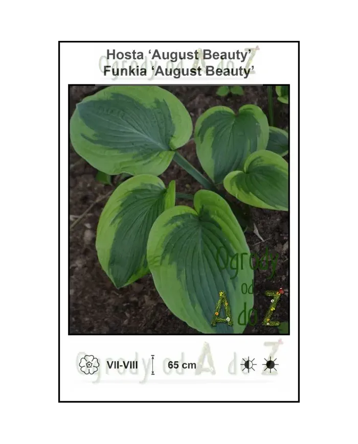 Hosta-August-Beauty.jpg