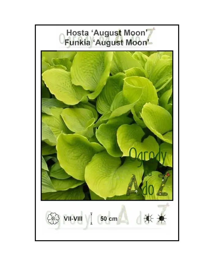 Hosta-August-Moon.jpg