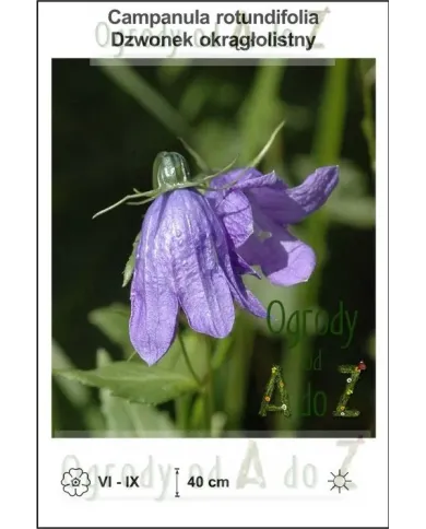 Campanula-rotundifolia.jpg Campanula-rotundifolia.jpg
