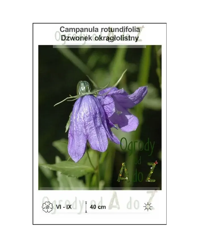 Campanula-rotundifolia.jpg Campanula-rotundifolia.jpg