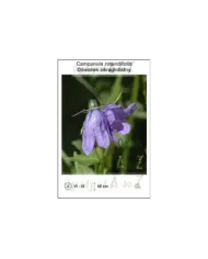Campanula-rotundifolia.jpg