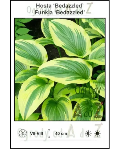 Hosta-Bedazzled.jpg