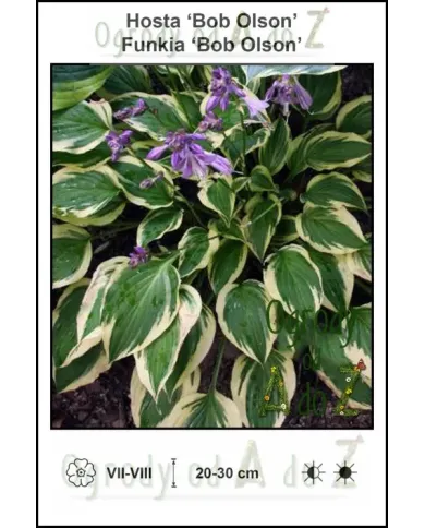 Hosta-Bob-Olson.jpg