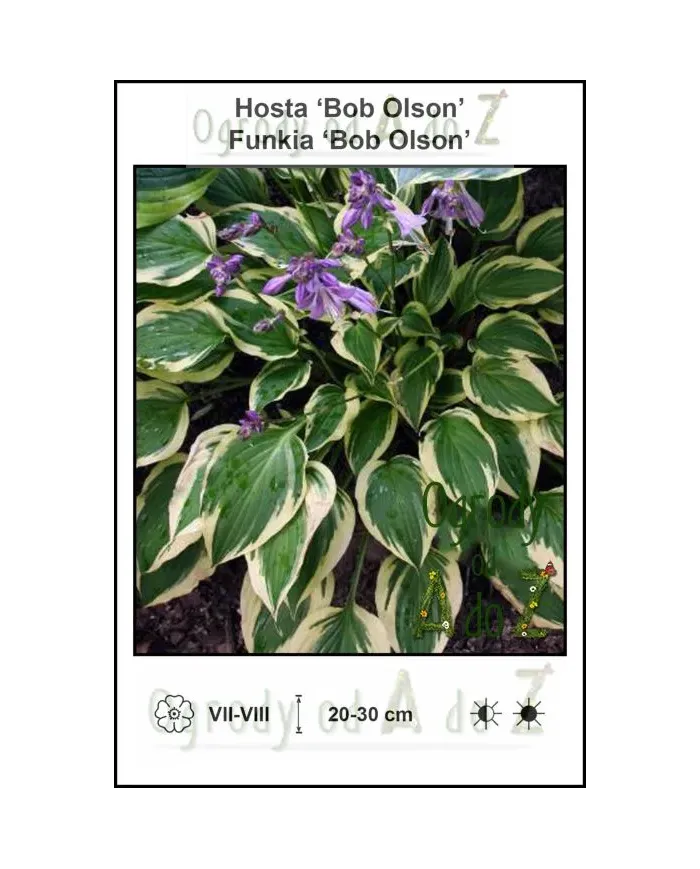 Hosta-Bob-Olson.jpg