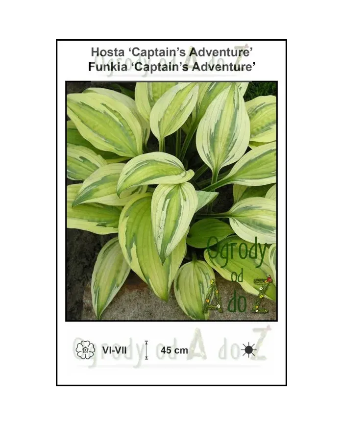 Hosta-Captains-Adventure.jpg