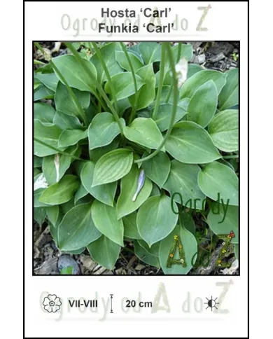 Hosta-Carl.jpg