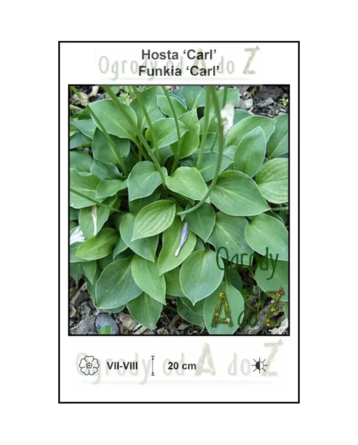 Hosta-Carl.jpg
