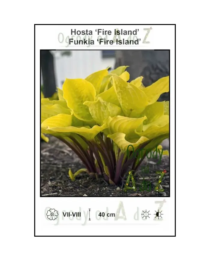 Hosta-Fire-Island.jpg