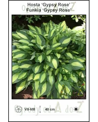 Hosta-Gypsy-Rose.jpg