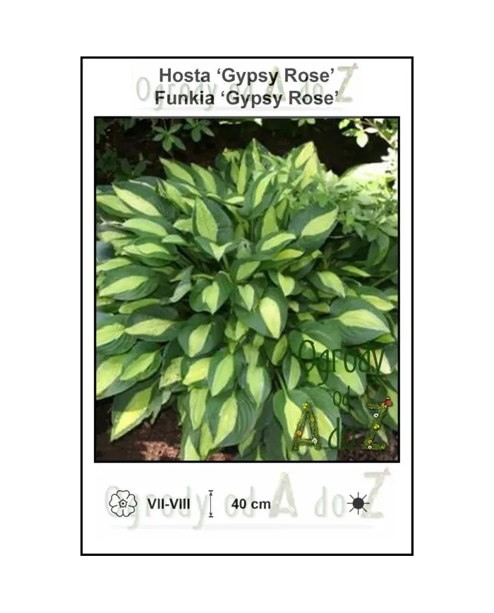 Hosta-Gypsy-Rose.jpg