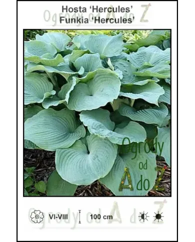 Hosta-Hercules.jpg