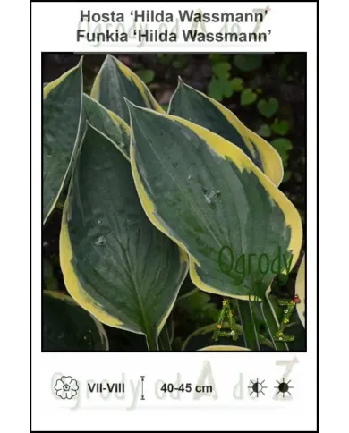 Hosta-Hilda-Wassmann.jpg