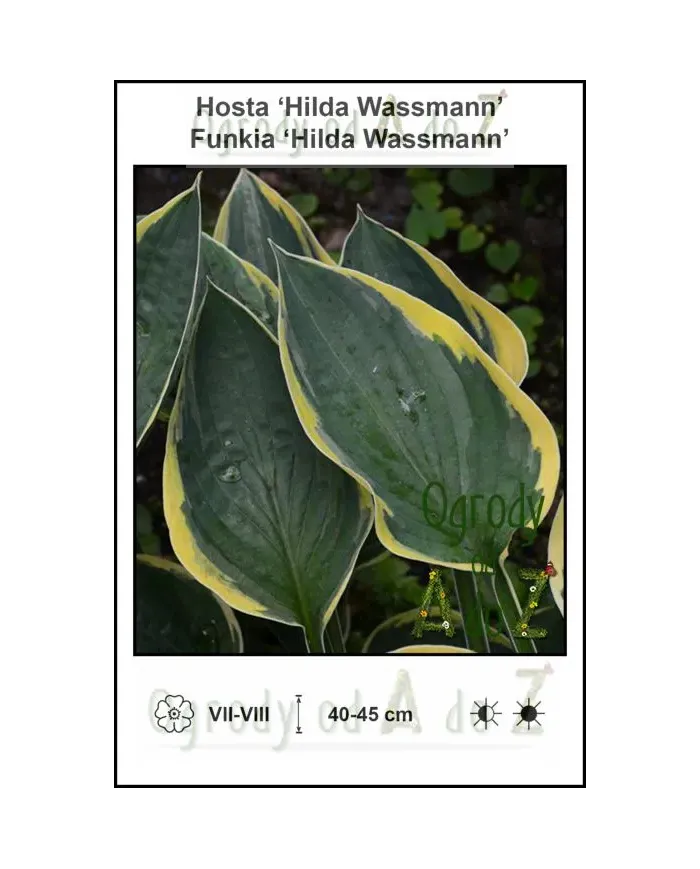 Hosta-Hilda-Wassmann.jpg