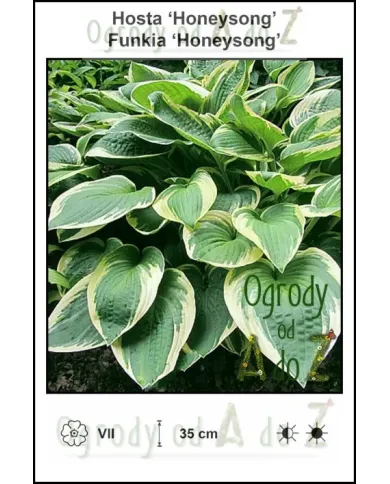 Hosta-Honeysong.jpg