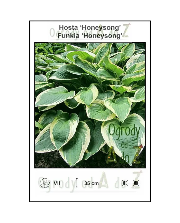 Hosta-Honeysong.jpg