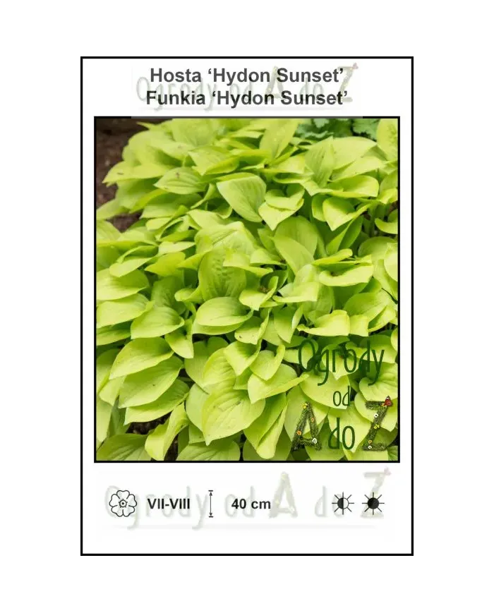 Hosta-Hydon-Sunset.jpg