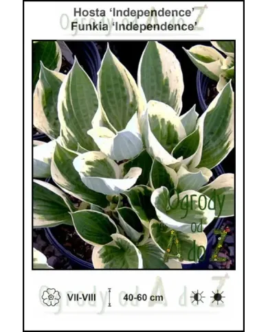 Hosta-Independence.jpg