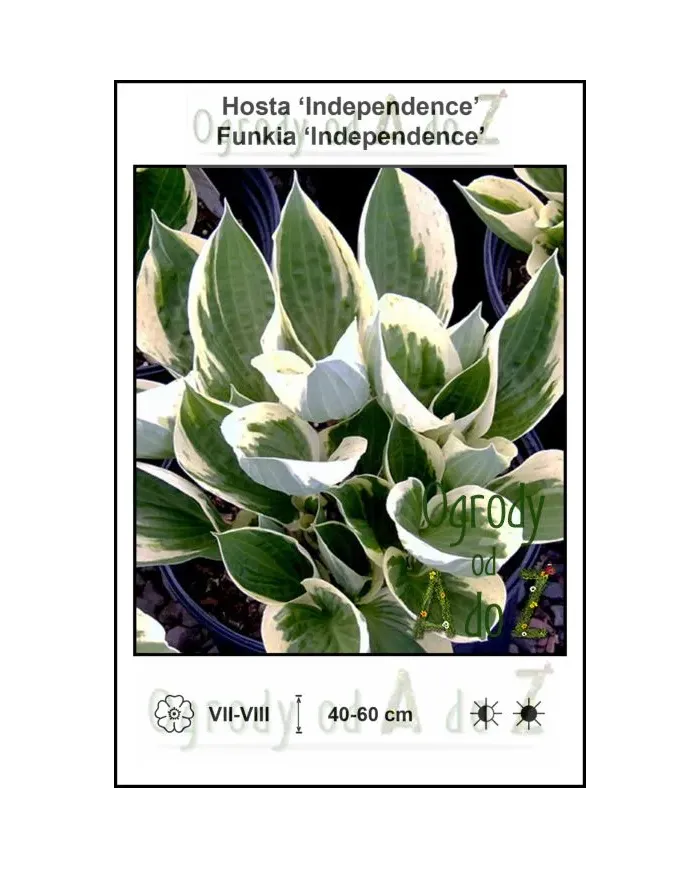 Hosta-Independence.jpg