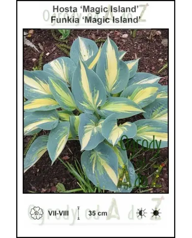 Hosta-Magic-Island.jpg