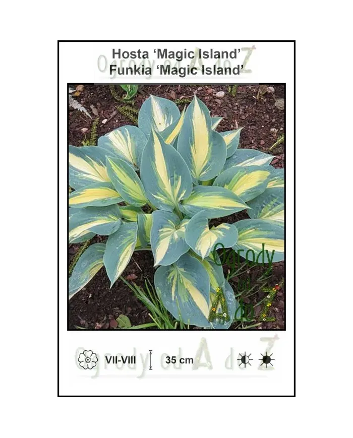 Hosta-Magic-Island.jpg