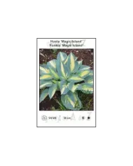 Hosta-Magic-Island.jpg