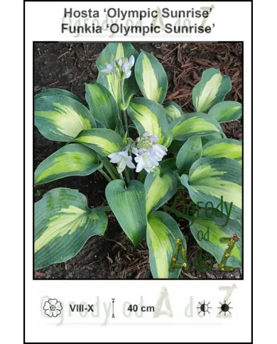 Hosta-Olympic-Sunrise.jpg