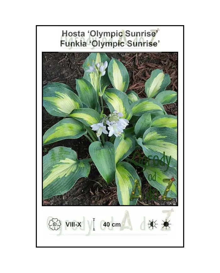 Hosta-Olympic-Sunrise.jpg