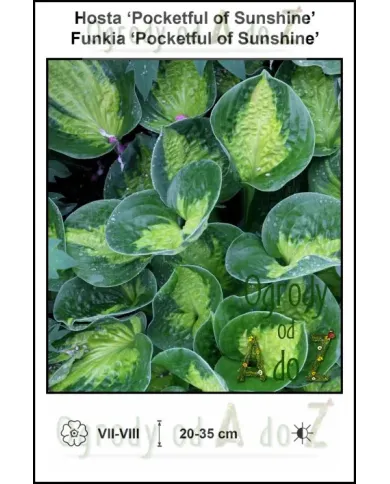Hosta-Pocketful-of-Sunshine.jpg