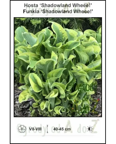 Hosta-Shadowland-Wheee!.jpg Hosta-Shadowland-Wheee!.jpg