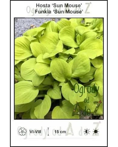 Hosta-Sun-Mouse.jpg