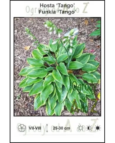 Hosta-Tango.jpg