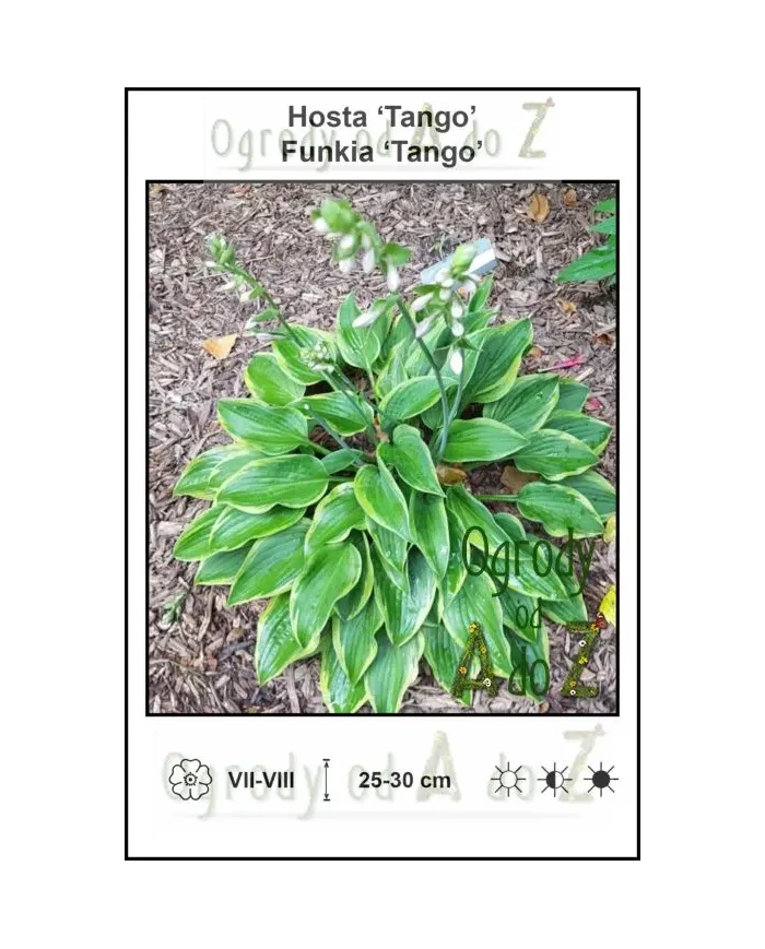 Hosta-Tango.jpg