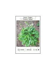 Hosta-Tango.jpg
