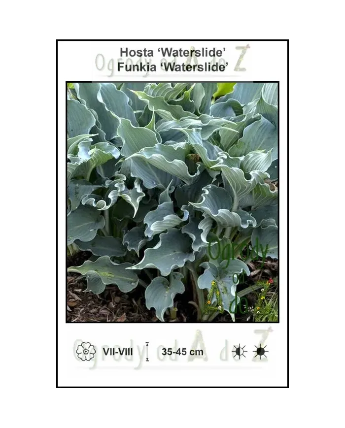 Hosta-Waterslide.jpg Hosta-Waterslide.jpg