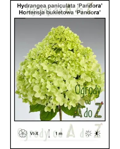 Hydrangea-paniculata-Pandora.jpg