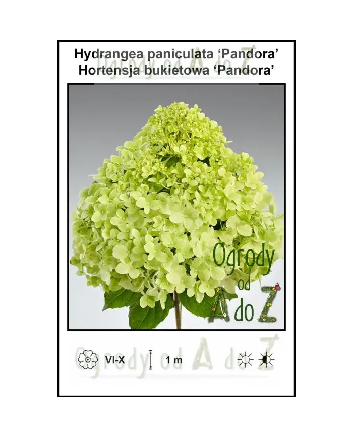 Hydrangea-paniculata-Pandora.jpg