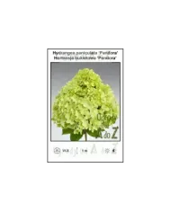 Hydrangea-paniculata-Pandora.jpg