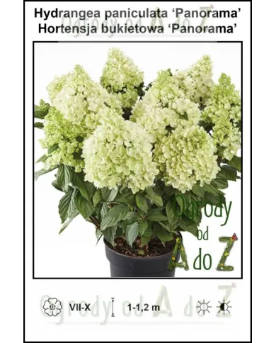 Hydrangea-paniculata-Panorama.jpg