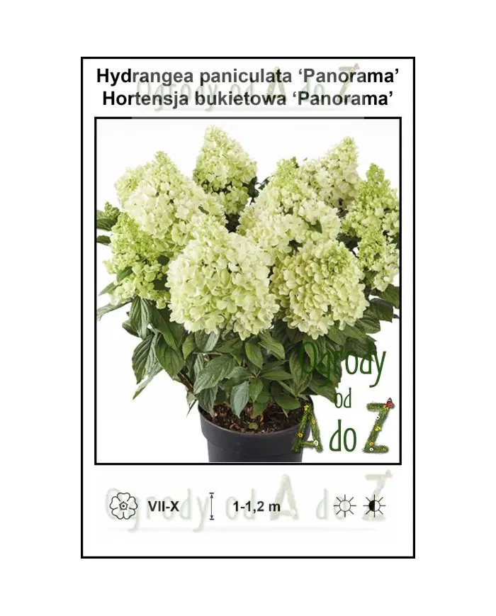 Hydrangea-paniculata-Panorama.jpg