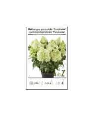 Hydrangea-paniculata-Panorama.jpg