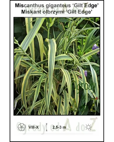 Miscanthus-giganteus-Gilt-Edge.jpg