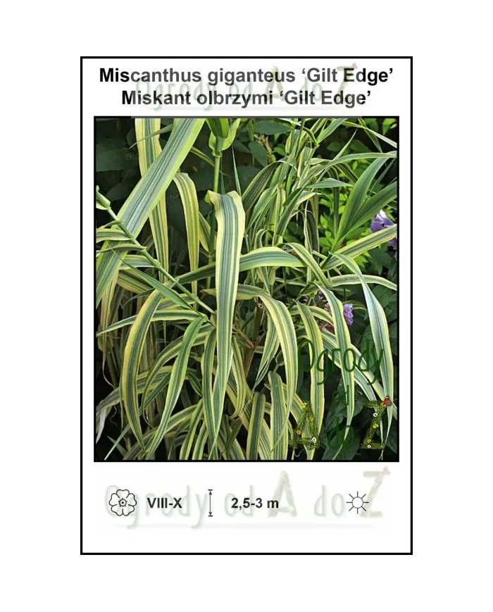 Miscanthus-giganteus-Gilt-Edge.jpg