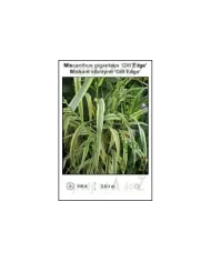 Miscanthus-giganteus-Gilt-Edge.jpg