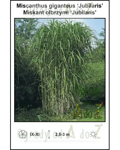 Miscanthus-giganteus-Jubilaris.jpg