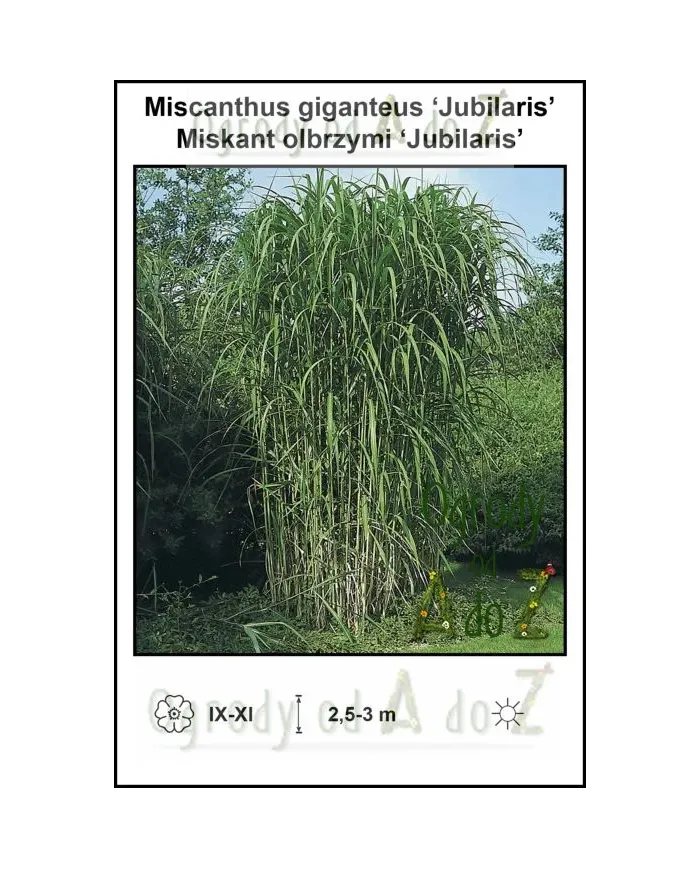 Miscanthus-giganteus-Jubilaris.jpg