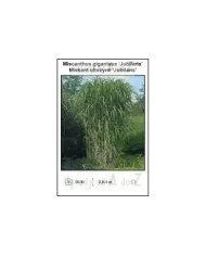 Miscanthus-giganteus-Jubilaris.jpg