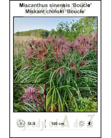 Miscanthus-sinensis-Boucle.jpg