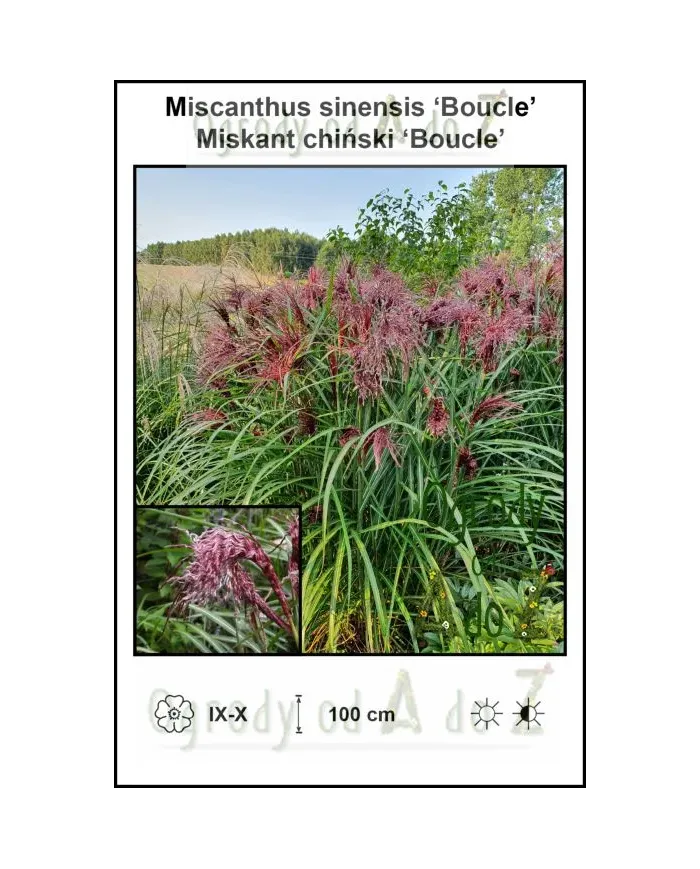 Miscanthus-sinensis-Boucle.jpg