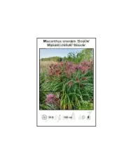 Miscanthus-sinensis-Boucle.jpg