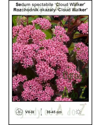 Sedum-spectabile-Cloud-Walker.jpg Sedum-spectabile-Cloud-Walker.jpg